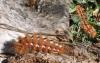 Acronicta rumicis